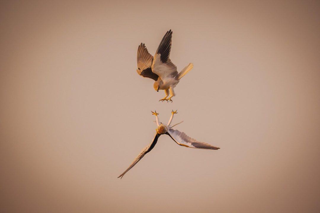 model_release-02.jpg